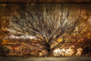 Eric_Henderson_Urban Tree