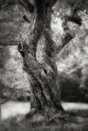 Sue Henry my-tree-2