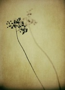 davidmorel03b