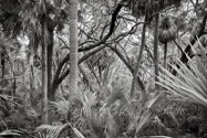 Rick Smith - Palm_Forest