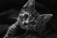 cat portrait_lisalong