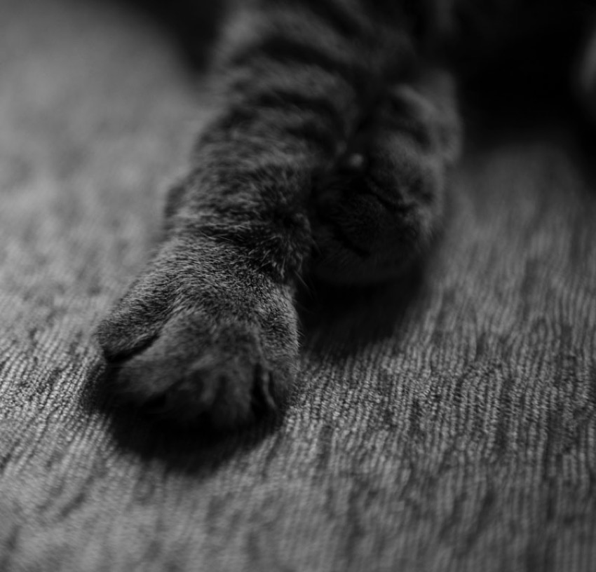 Loading Image