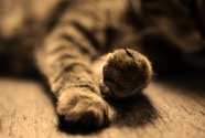 cat paws_lisalong