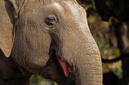Virgil_Fox_Elephant