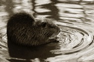 Virgil_Fox_Nutria