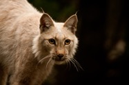 Eric_Henderson-Lynx 01