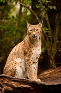 Eric_Henderson-Lynx 02