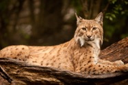 Eric_Henderson-Lynx 03