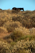Carpenter_Hydra_Horse