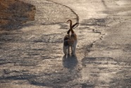 Carpenter_Stray_Cats