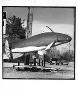 catfish1