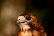 Eric_Henderson_red-tailed hawk 01