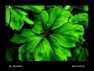 2701532930_7aa91e837d
