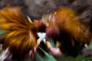 Nick Dantona, inspired by Ernst Haas